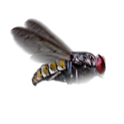 File:Housefly animation.png