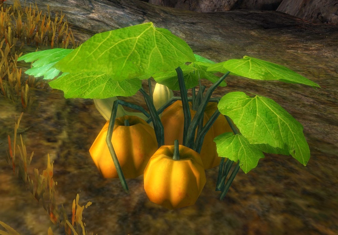 sugar-pumpkin-node-guild-wars-2-wiki-gw2w