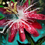 File:Passiflora Karkinata.png
