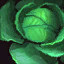 Head of Cabbage.png