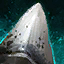 File:Enormous Megalodon Tooth.png