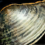 File:Clam.png
