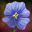 File:Flax Blossom.png