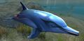 Dolphin (Cantha).jpg