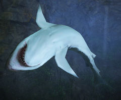 Ancient Shark Pistrix.jpg