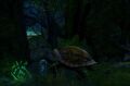 Adolescent Siege Turtle.jpg