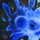 Glob of Blue Ooze.png