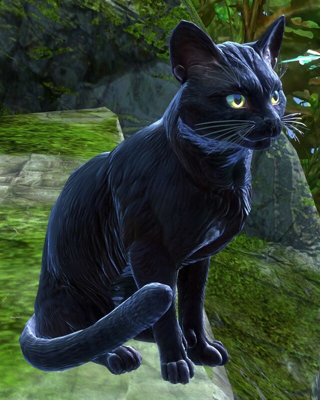 Sinister Feline - Guild Wars 2 Wiki (GW2W)