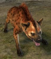 Dark Brown Fur Spotted Hyena.jpg