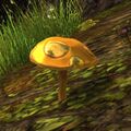 Golden edible mushroom