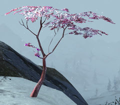Snow Cherry Sapling.jpg