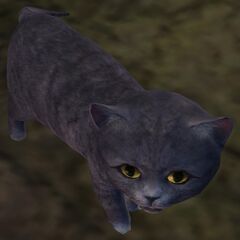 Gray Kitten.jpg
