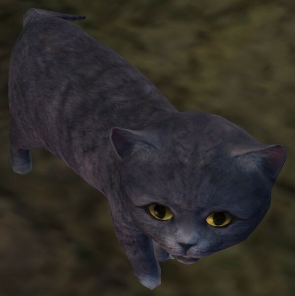 File:Gray Kitten.jpg