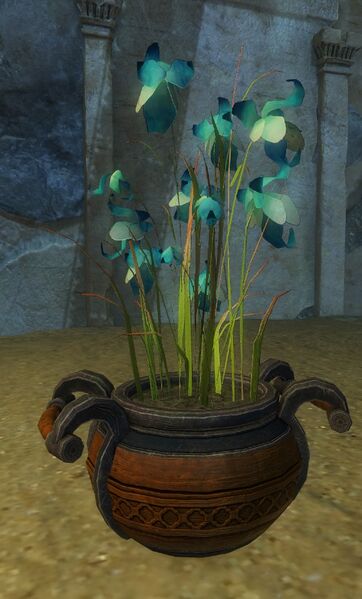 File:Potted Blue Orchid.jpg