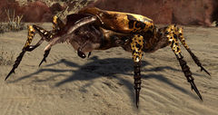 Giant Spotted Beetle.jpg