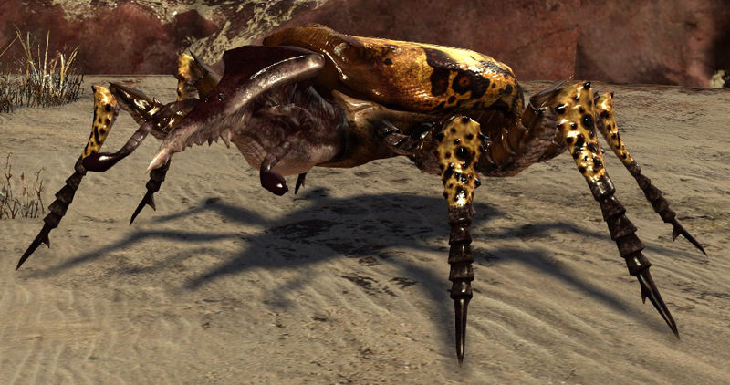 File:Giant Spotted Beetle.jpg