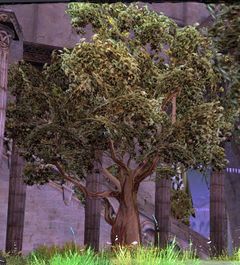 Tree (Plaza of Melandru).jpg