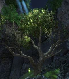 Tree (Bastion of the Penitent).jpg