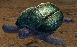 Sea Turtle (Sandswept Isles).jpg