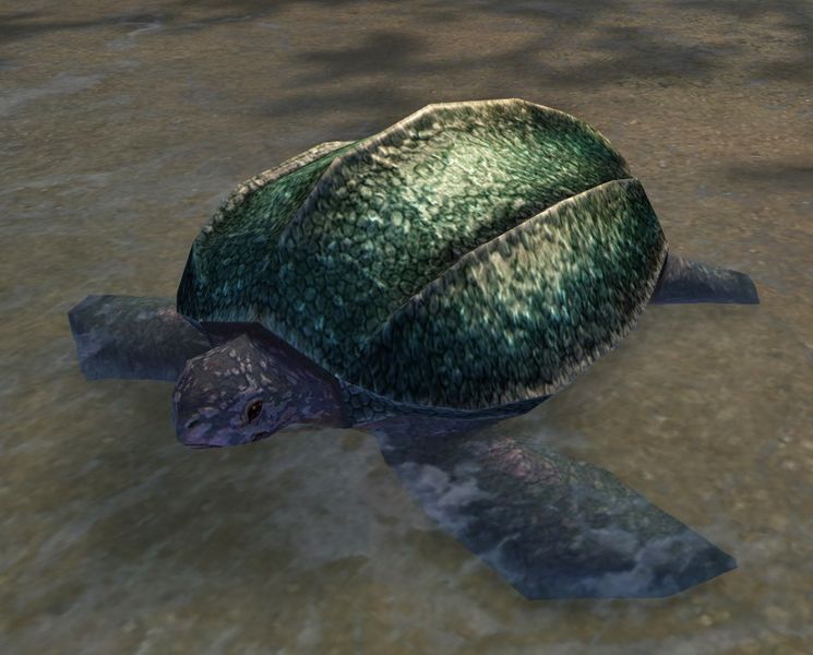 File:Sea Turtle (Sandswept Isles).jpg