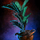 Potted Blue Moa Fern.png