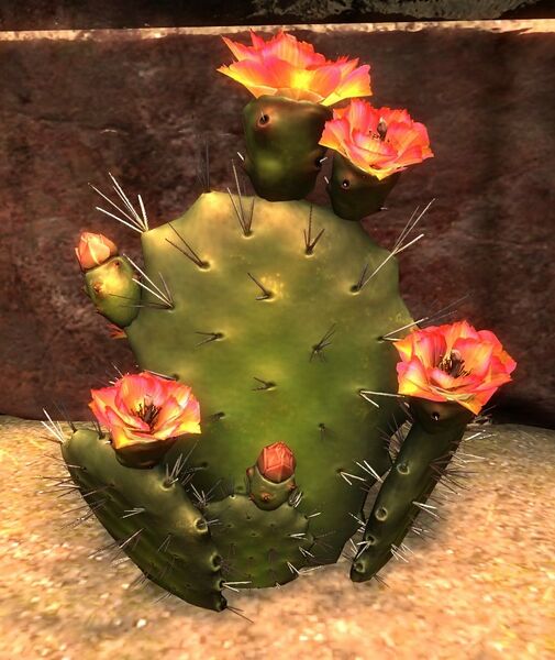 File:Cactus.jpg