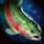 Cutthroat Trout.png