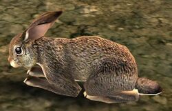 Rabbit (Brown).jpg