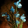Potted Blue Orchid.png