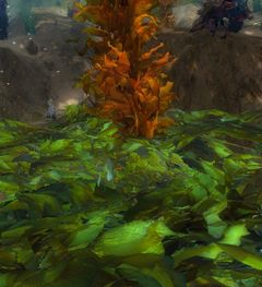 Unnamed Object (Benthic Kelp Beds).jpg