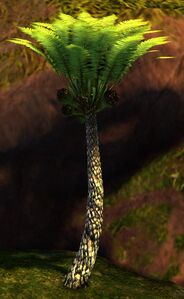 Palm Sapling.jpg