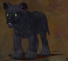 Jaguar Cub.jpg