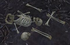 Skeletal Debris.jpg