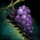 Bunch of Rare Grapes.png