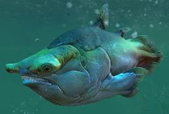 Coelacanth.jpg