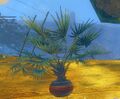 Potted Lady Palm.jpg