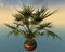 Potted Lady Palm.jpg