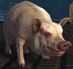Pig.jpg
