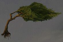 Meditative Windswept Tree.jpg