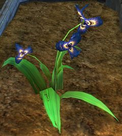 Homegrown Ascalonian Royal Iris.jpg