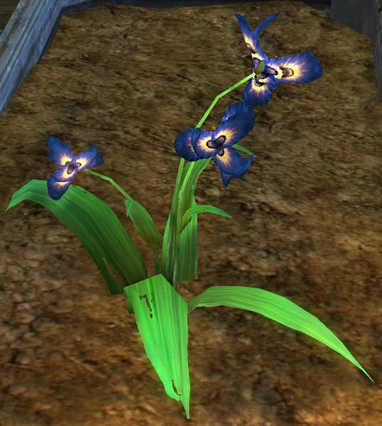 File:Homegrown Ascalonian Royal Iris.jpg