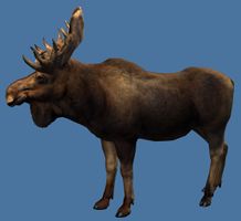 Mini Moose.jpg