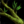 Darkened Vine.png