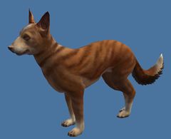 Mini Brindle Basenji.jpg