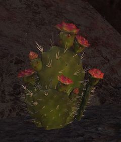 Fragrant Cactus.jpg
