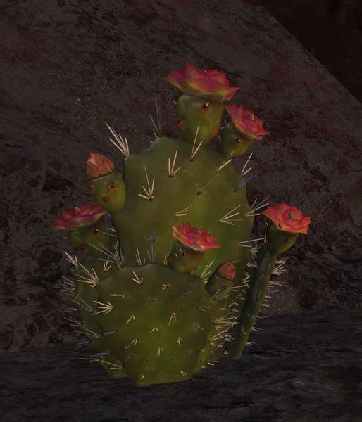 File:Fragrant Cactus.jpg