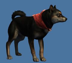 Mini Black and Tan Shiba Inu.jpg