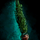 Potted Tall Cypress.png