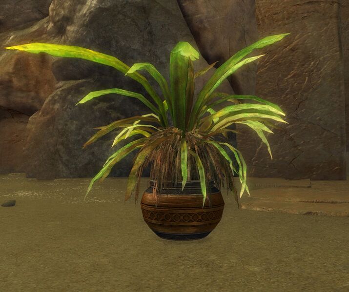 File:Potted Jungle Grass.jpg