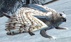 Owl Griffon.jpg
